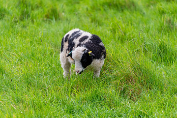 Closeup of domestic Jacob sheep