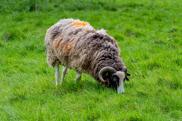 Naklejka na ściany i meble Closeup of domestic Jacob sheep
