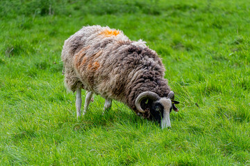 Closeup of domestic Jacob sheep