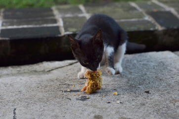 black kitty eats fried chicken on the floor