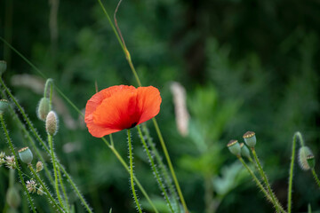 Red poppy flower ( Papaver ) close-up on a blurred natural green background in the sunlight. Flower...