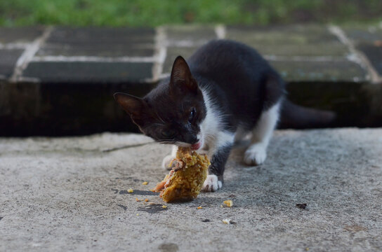 black kitty eats fried chicken on the floor