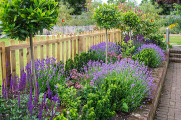 Purple Lavender and salvia among other plants in an attractive border in a garden framed by a picket fence. - obrazy, fototapety, plakaty