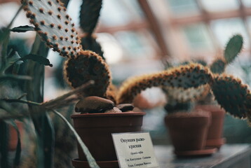 cactus first plane