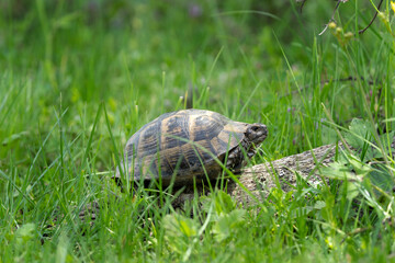 Greek tortoise walking in the meadow. Turtle in the Rhodope mountains. Bulgaria wildlife.