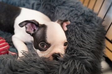 Boston terrier puppy resting in a fluffy bed inside a crate. She is looking up at the camera.