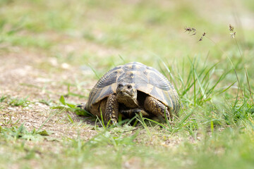 Greek tortoise walking in the meadow. Turtle in the Rhodope mountains. Bulgaria wildlife.