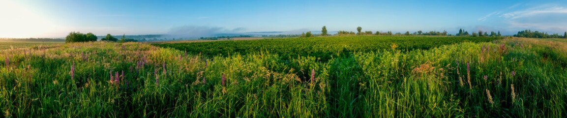 Fototapeta premium Panorama of a flower field in the mountains. Herbs, green trees.