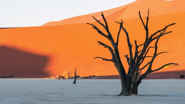 Zoom in time lapse view of sunrise over Deadvlei showing dead Camelthorn tree against giant sand dunes, Namib-Naukluft National Park, Namibia, Africa.