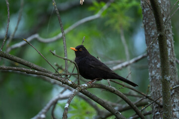 Common blackbird resting in the treetop. Ornithology in the Bulgaria. Calm bird in the Rhodope mountains. 