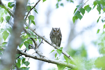 Eurasian scops owl hiding in the treetop. Owl during the day. Bulgarian nature. 