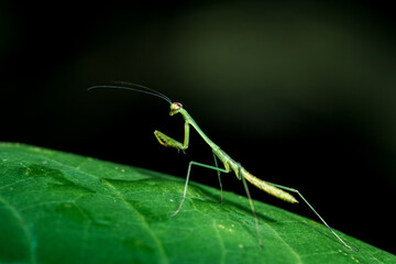 praying mantis on green leaf