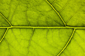 green sheet close-up, used as a background or texture