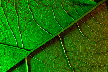 green sheet close-up, used as a background or texture