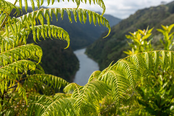 Tour on untouched Whanganui river and through the surrounding jungle, New Zealand