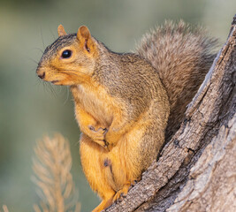 squirrel on the tree