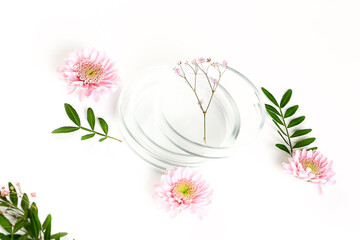Obraz na płótnie Canvas Petri dish with flowers. laboratory botanical background. laboratory clinical development, natural ingredients