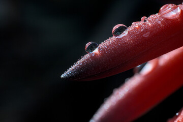 gotas de agua, lluvia sobre flores rojas de aloe vera, close up macro, luz mañana frio invierno