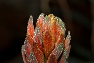 gotas de agua, lluvia sobre flores rojas de aloe vera, close up macro, luz mañana frio invierno