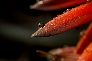 gotas de agua, lluvia sobre flores rojas de aloe vera, close up macro, luz mañana frio invierno