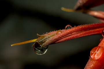 gotas de agua, lluvia sobre flores rojas de aloe vera, close up macro, luz mañana frio invierno