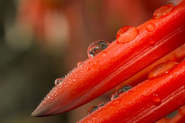 gotas de agua, lluvia sobre flores rojas de aloe vera, close up macro, luz mañana frio invierno