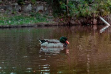 Patos en Parque Entre Pinos