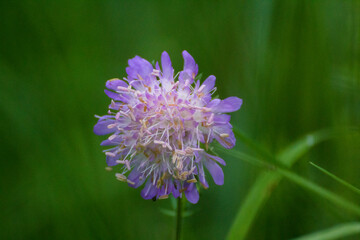 violet pincushions on a background of green nature