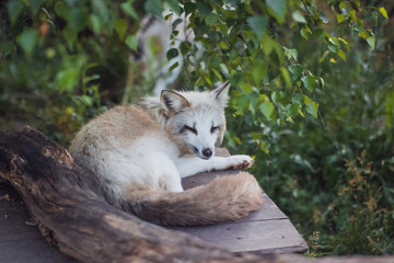 A white-and-red fox rests in the reserve in the evening in the summer