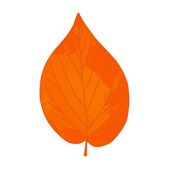 Bright orange watercolor aquarelle artistic linden tree leaf vector illustration isolated on white background. Design element for autumn design. Fall graphic clip art