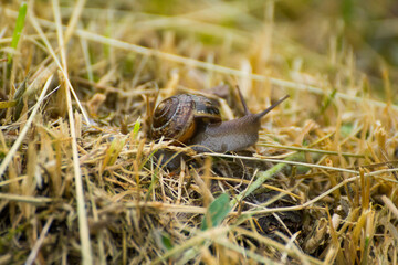 brown snail in the dry grass © Paulina