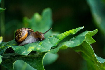 little brown snail on a green oak leaf © Paulina