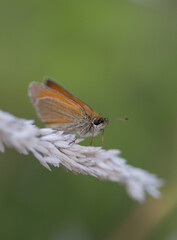 Fototapeta premium orange butterfly macro on white wheat with green background
