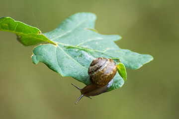 little brown snail on a green oak leaf © Paulina
