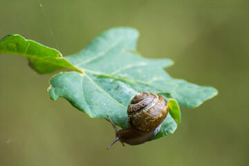 little brown snail on a green oak leaf © Paulina