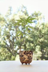 Growing CBD plant in clay pots, home cultivation concept