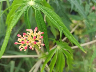 flower in the garden