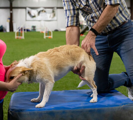 Terrier Mix getting a pelvis adjustment, dog pelvis adjustment, dog hip adjustment, canine...