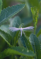 white plume moth on green leaves