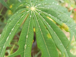 leaf with dew