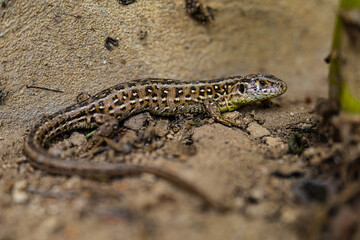 Sand lizard, Lacerta agilis, closeup of the reptile