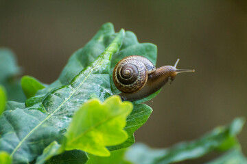little brown snail on a green oak leaf © Paulina