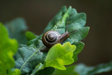 little brown snail on a green oak leaf © Paulina
