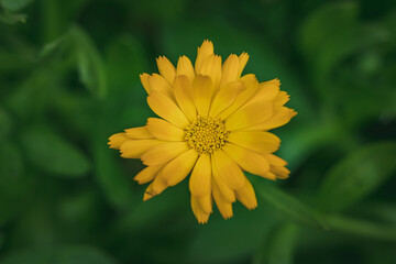 Pot Marigold, Calendula officinalis, yellow flower closeup, single flower in nature