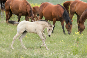 White pony running in the field.