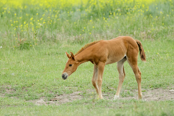 Fototapeta premium Cute pony grazes for grass.