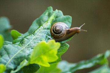 little brown snail on a green oak leaf © Paulina