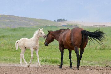 Obraz na płótnie Canvas Pony and horse interacting.