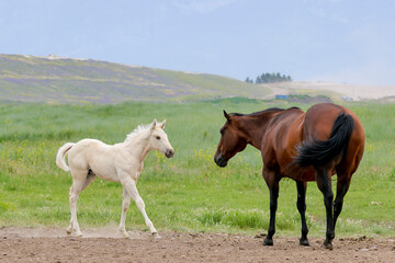 Young pony and adult horse in the pasture.
