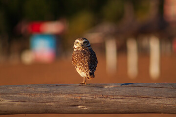 owl perched on a branch